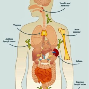 AIDS (Acquired Immune Deficiency Syndrome; HIV; VAIDS)