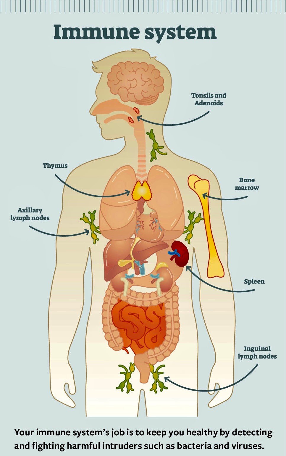 AIDS (Acquired Immune Deficiency Syndrome; HIV; VAIDS)
