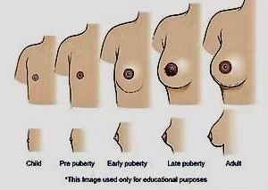 Breast Development